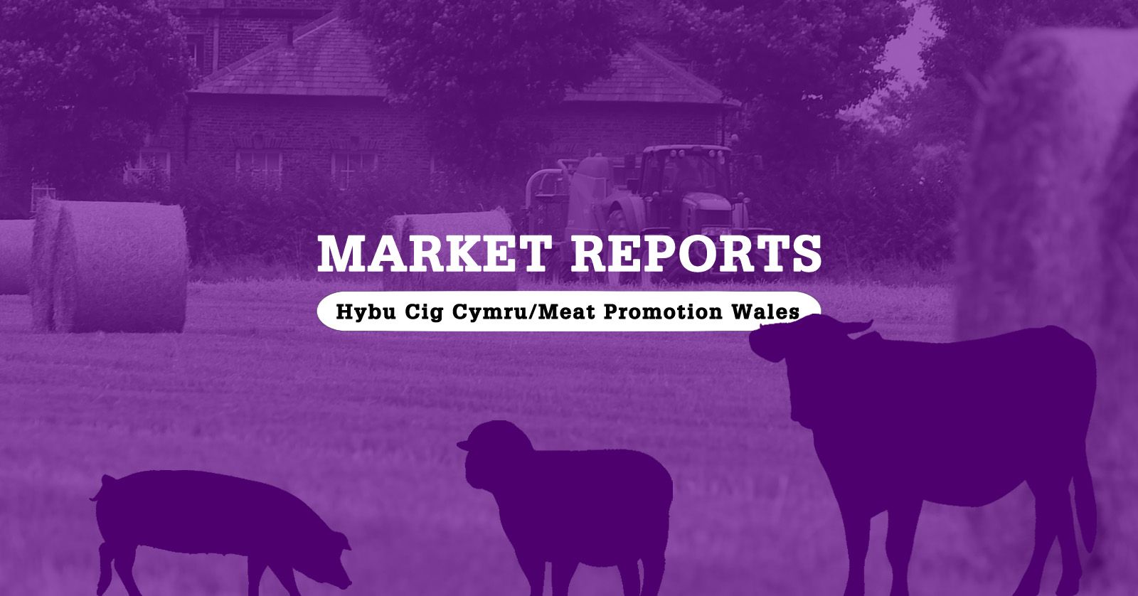 Market Reports: Week commencing Monday, November 14