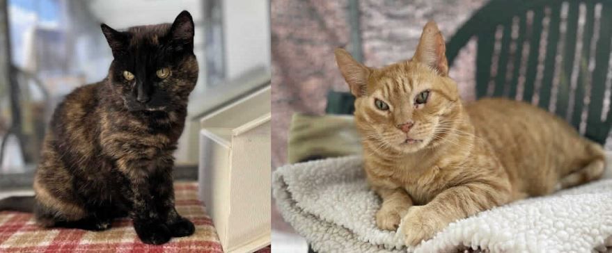 Hertfordshire RSPCA appeals for patient fosterers for nervous cats