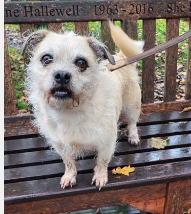 RSPCA COLUMN: Prue, Gizmo and Snickers are looking for their forever homes