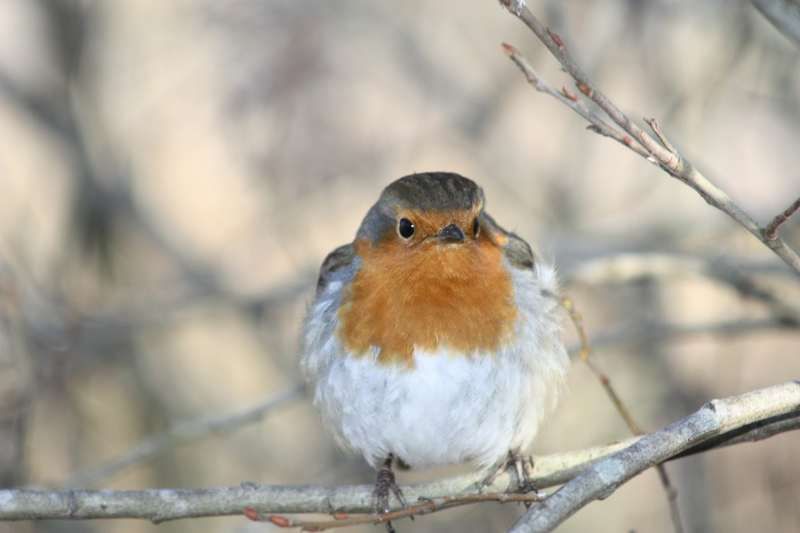 Wildlife: Bird table is a great meeting place in winter