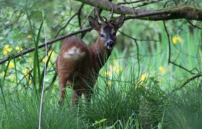 Wildlife: Take a nature walk on Christmas morning