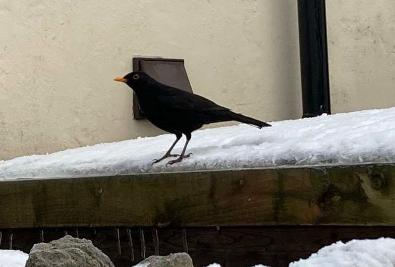 Wildlife: Hopping along a snowy wall