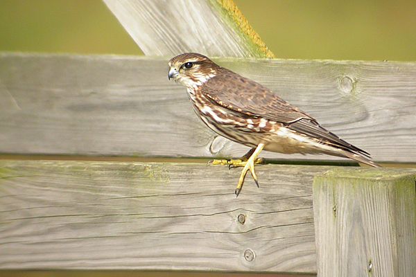 Wildlife: Merlins are magic