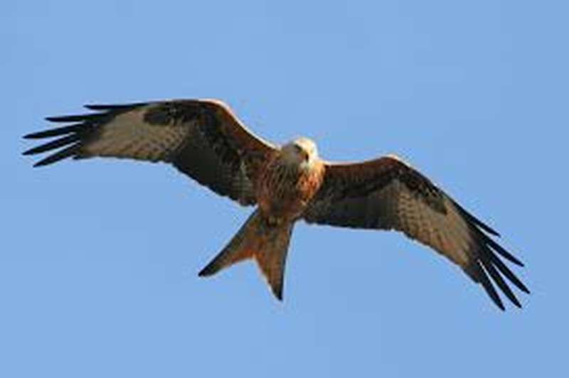 Laughing Badger: Beak to bill with a red kite and woodcock