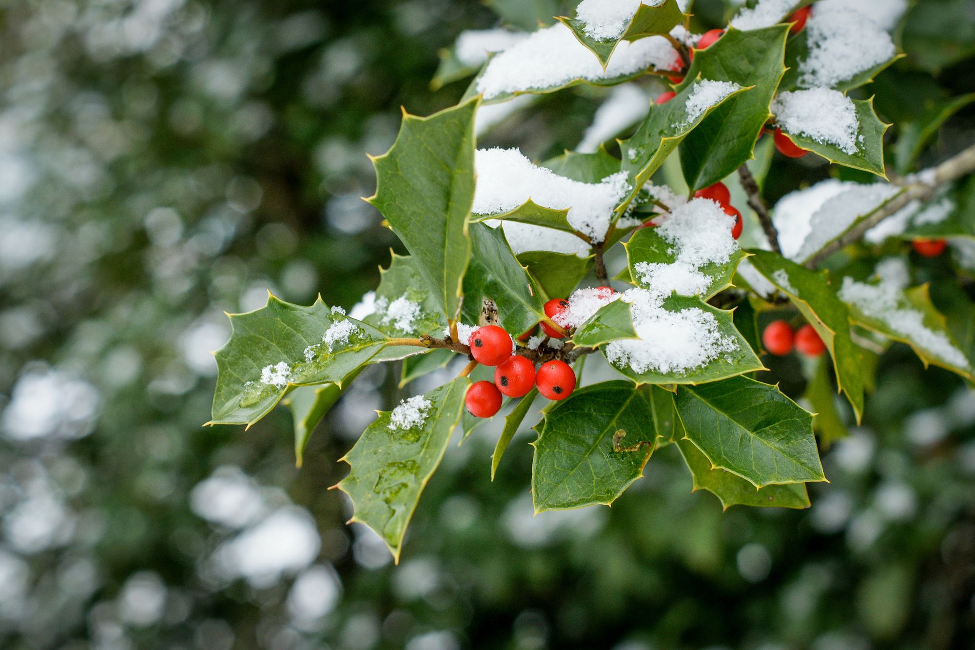 Met Office reveals forecast for Christmas Eve and Christmas Day