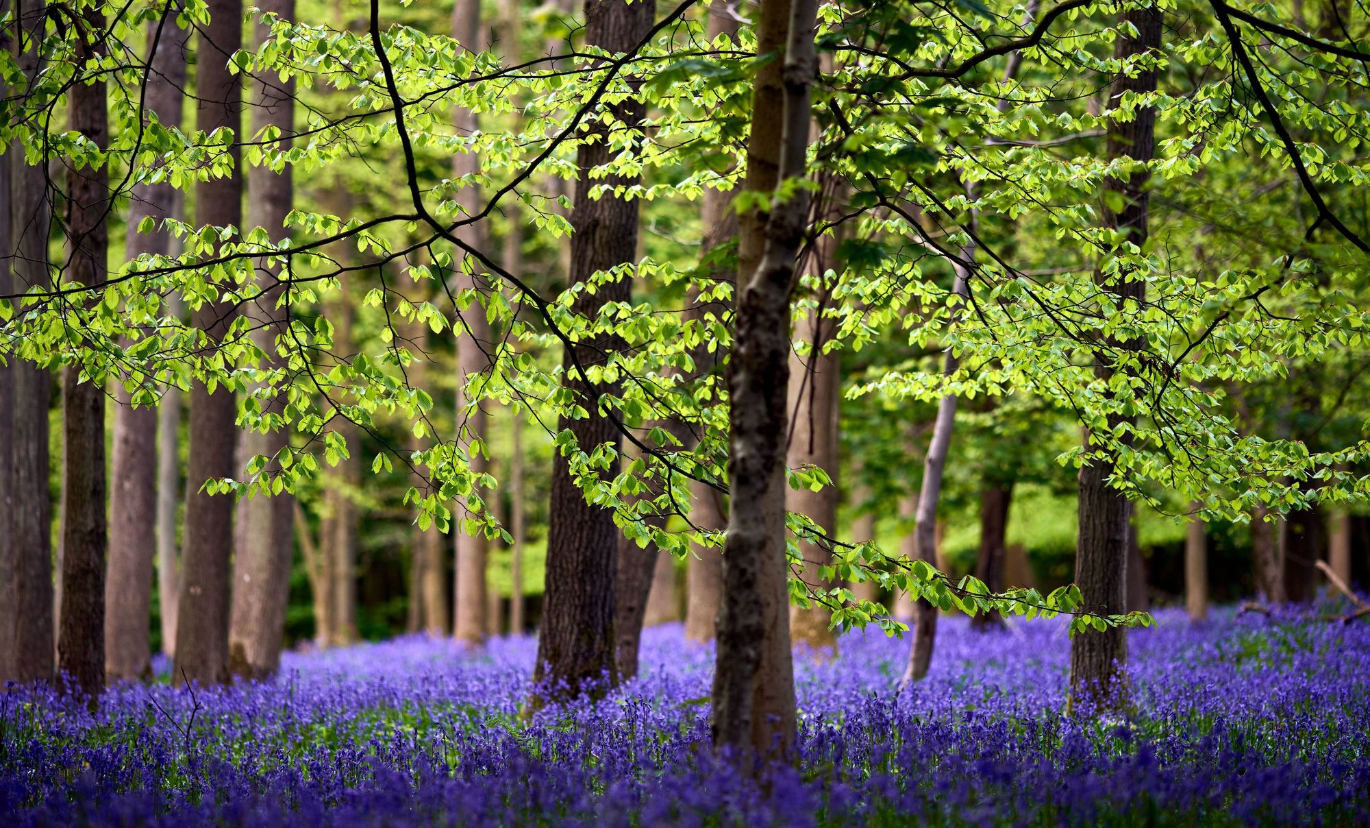 Ancient Hertfordshire woodland to be restored on 'scale rarely seen'