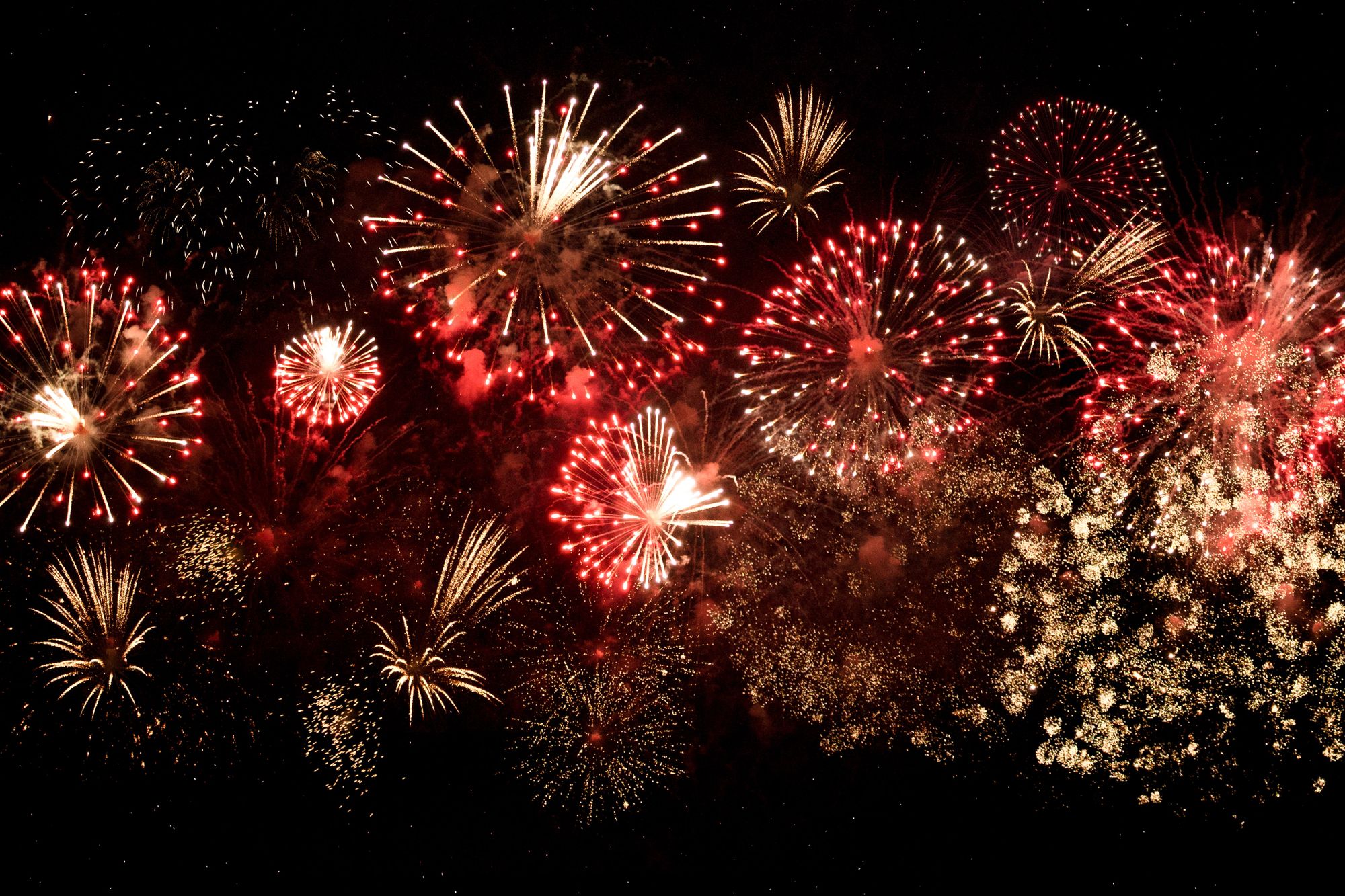 RSPCA urges West Wales residents to consider animal welfare during New Year celebrations
