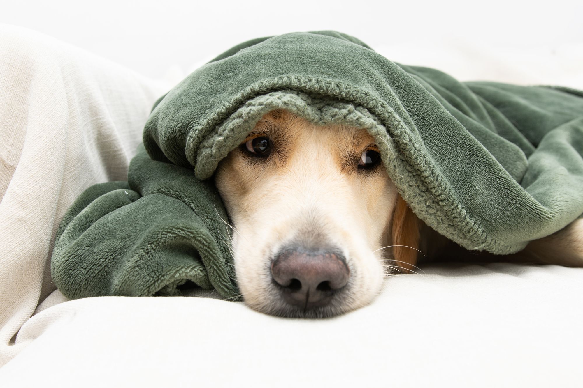Advice to help dogs cope with New Year's Eve fireworks