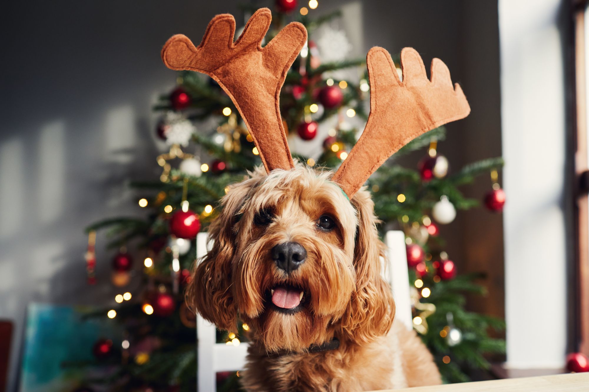 Expert reveals hidden dangers to your dogs this Christmas and what you should never feed them