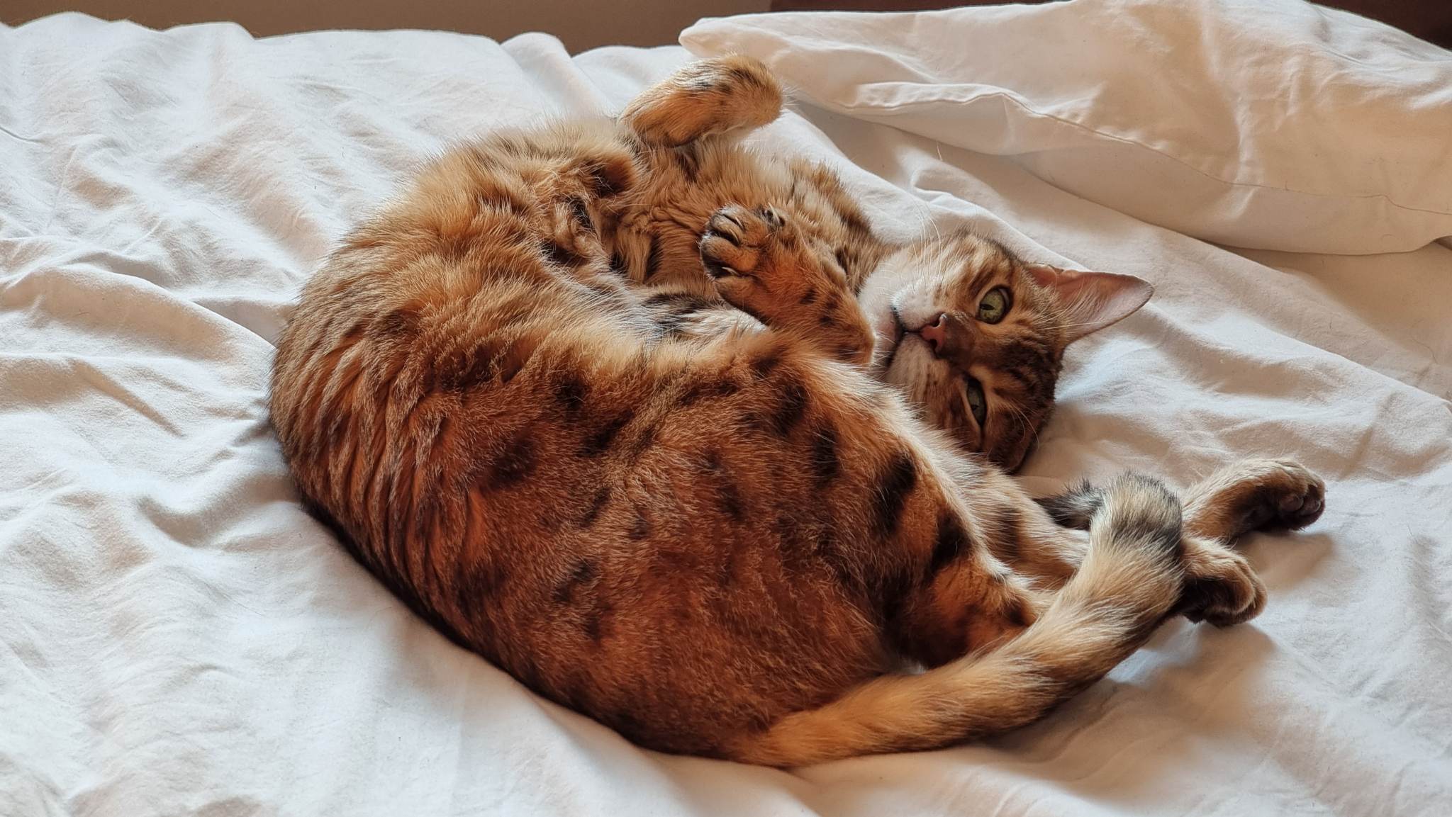 Moggy Matchmakers: Medusa is looking for her forever home