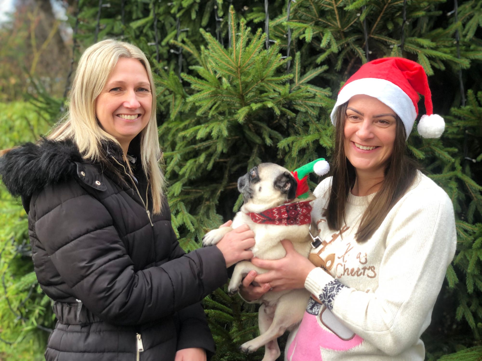 Stafford-based hospice tree will celebrate lost loved ones