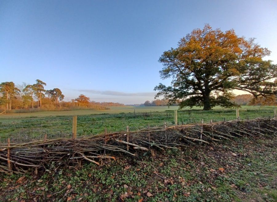 Herts residents invited to join tree-planting events at Panshanger Park
