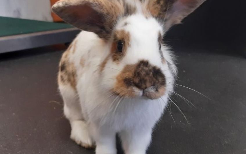 Boy bunnies looking for new home together in Ayrshire