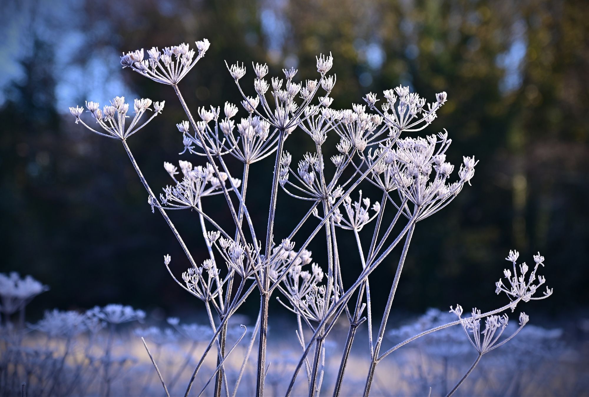 Rossendale Ramblers: Walking in a winter wonderland