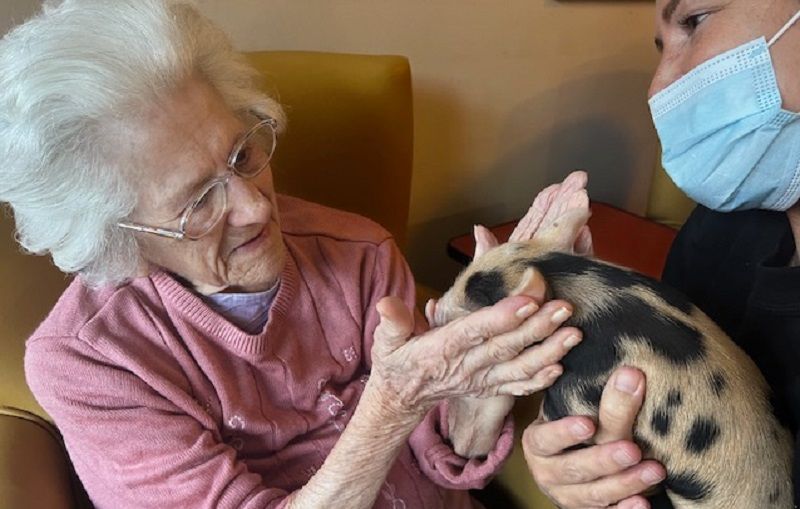 Tiny piglets delight residents at a Waltham Abbey care home