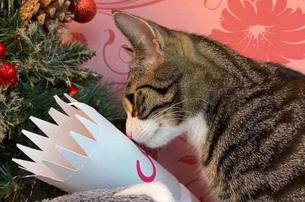 A Christmas like no other for Southport cats