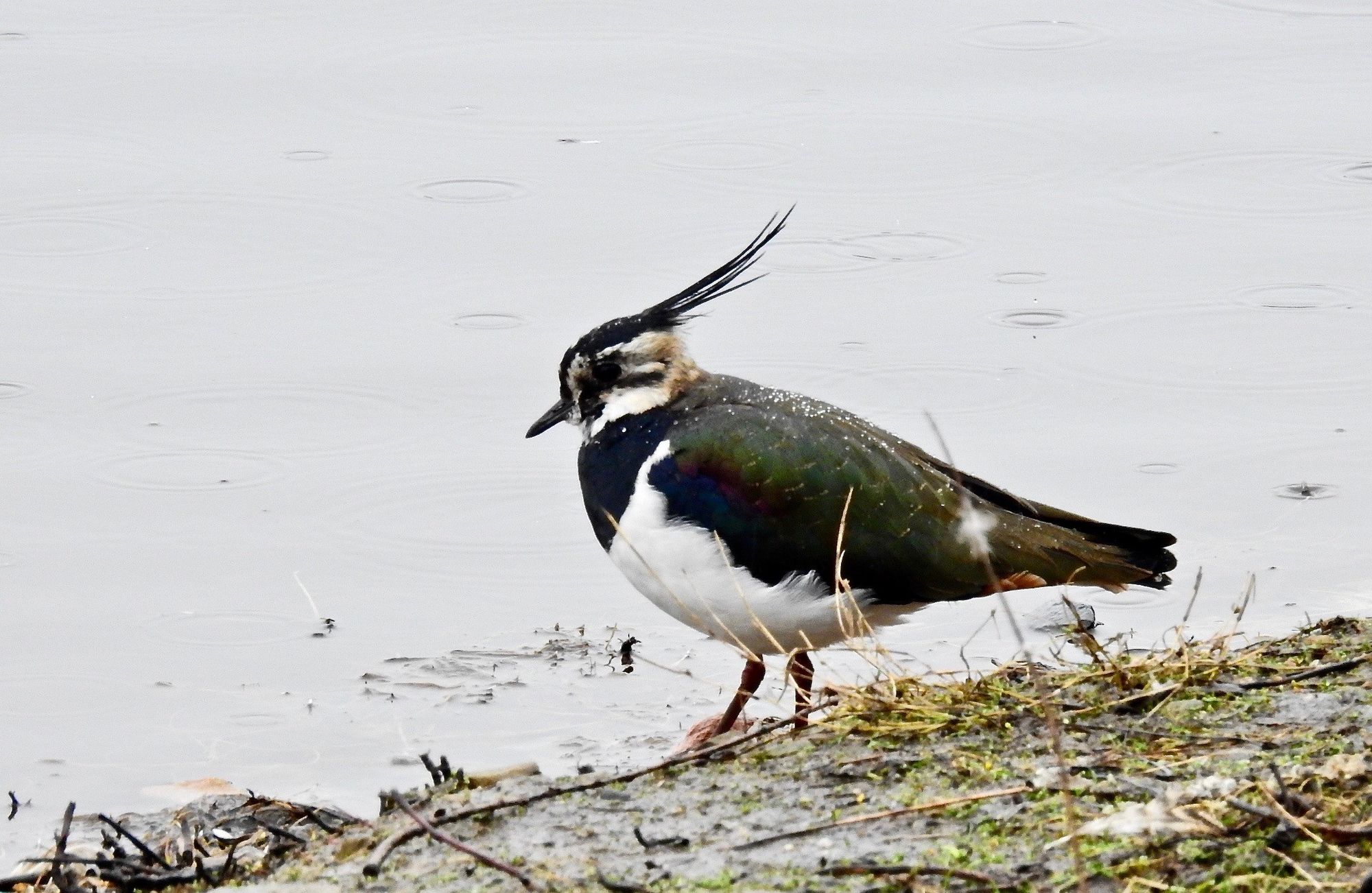 The Sefton Coast with John Dempsey: Make a pledge to protect habitats and species when out and about
