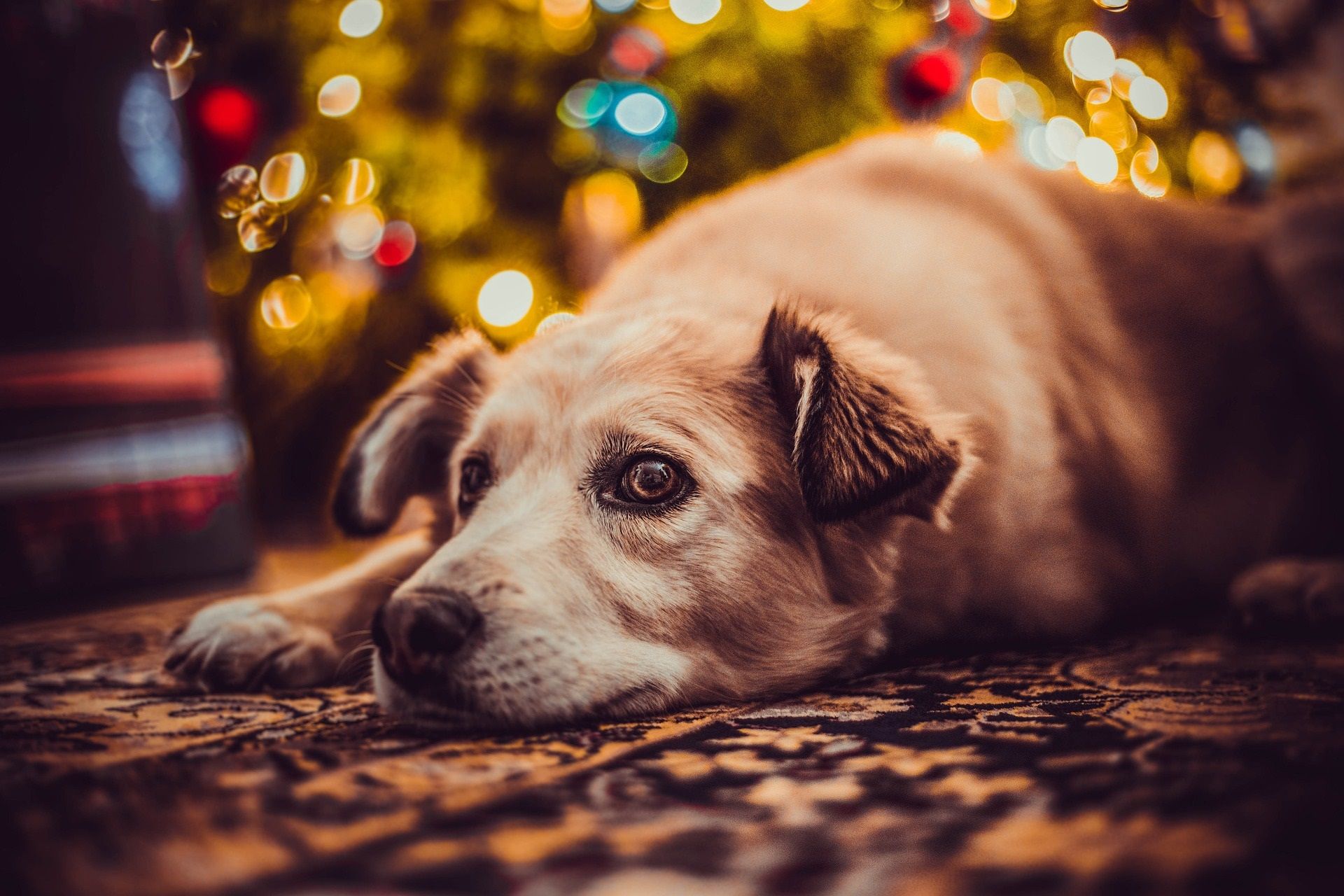 Wales RSPCA staff give up their Christmas for rescued animals
