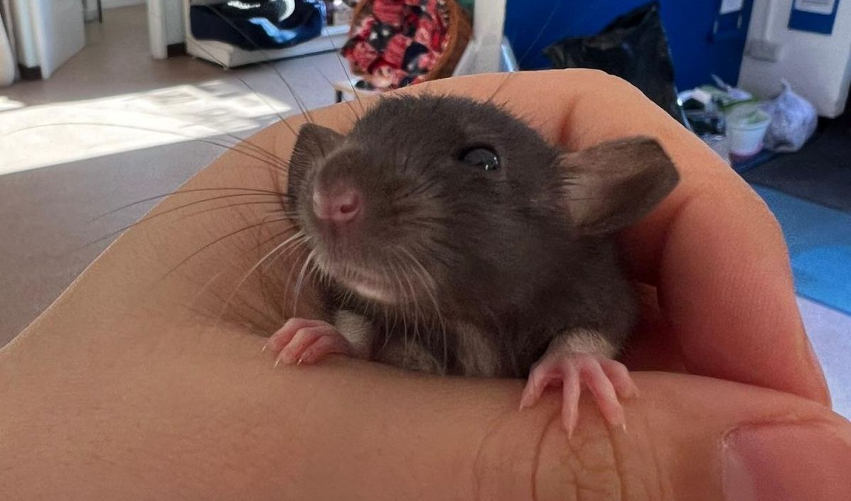 RSPCA rescues 33 baby rats from Dorset after ‘out-of-control’ breeding