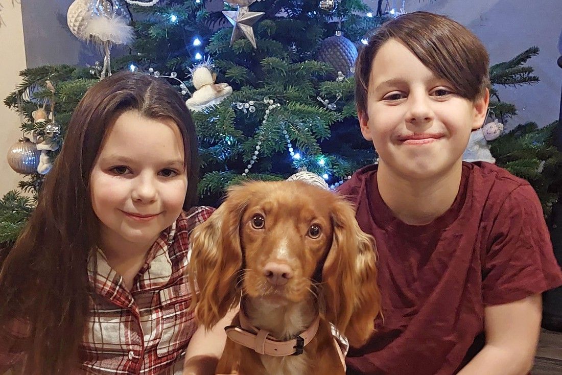 Devon dog’s ‘miraculous’ recovery after hit-and-run accident