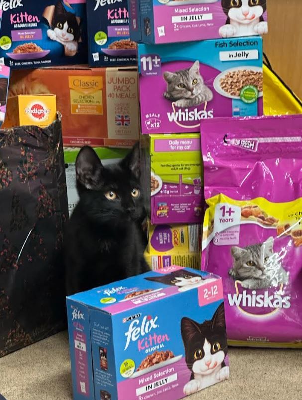 Cat found abandoned in bin in Rochdale rescued in time for Christmas