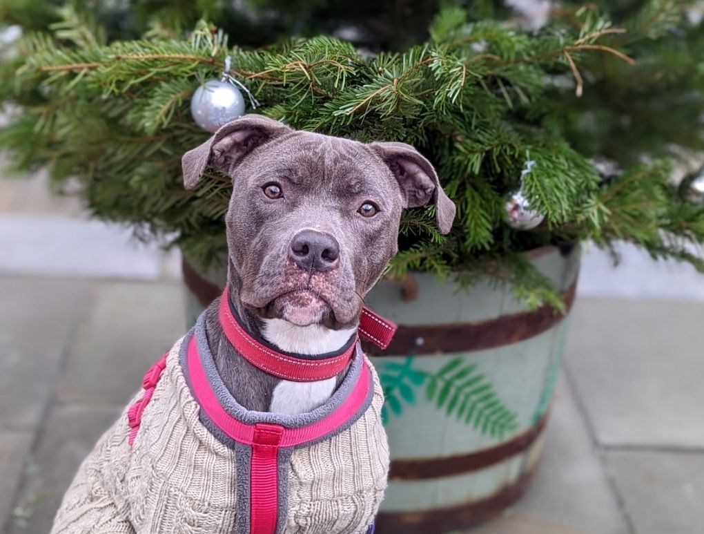 Grant a wish for the animals spending Christmas at Halifax RSPCA