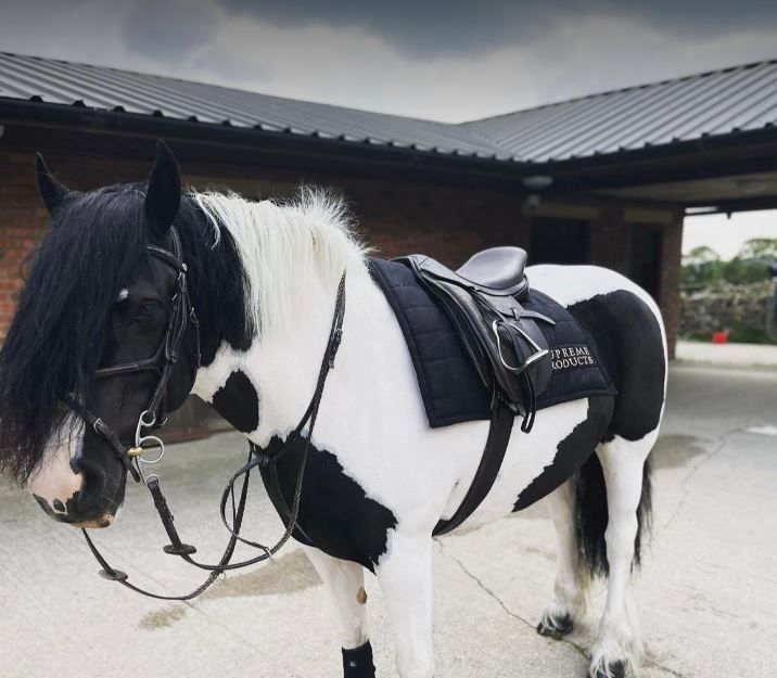Horse needed stitches after car collision in Norden