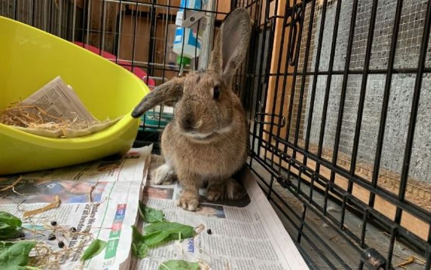 Straying Ayrshire rabbit seeking new home with experienced owner