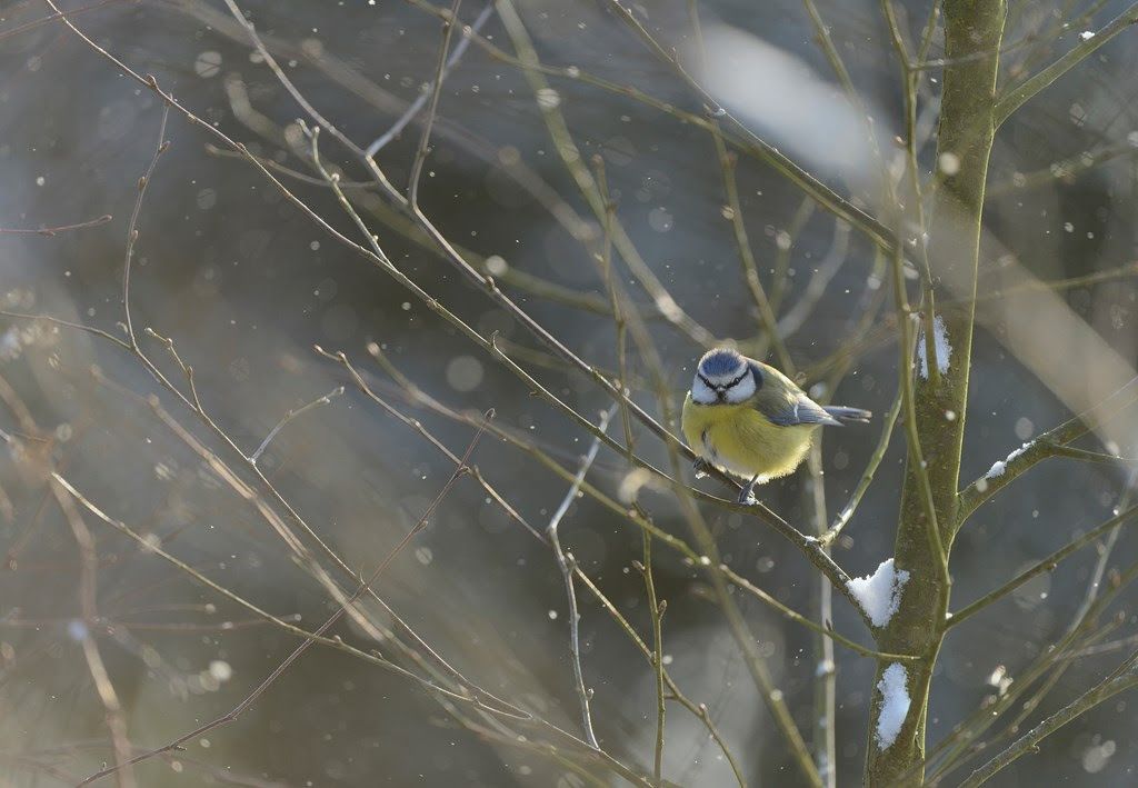 Carnforth residents can discover birds at RSPB's Leighton Moss for Big Garden Birdwatch