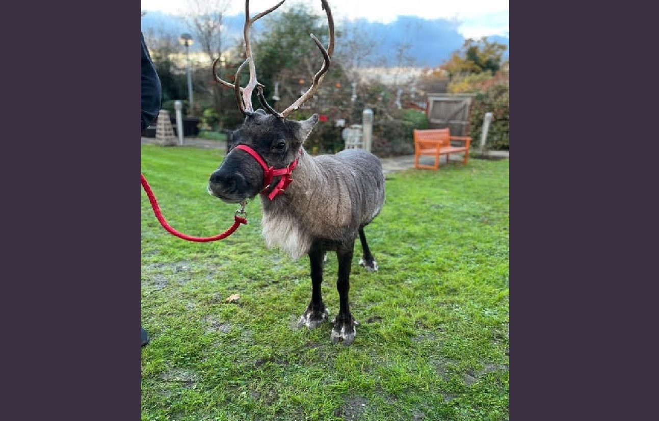 Reindeer visit gets Sewardstone care home residents in the festive mood