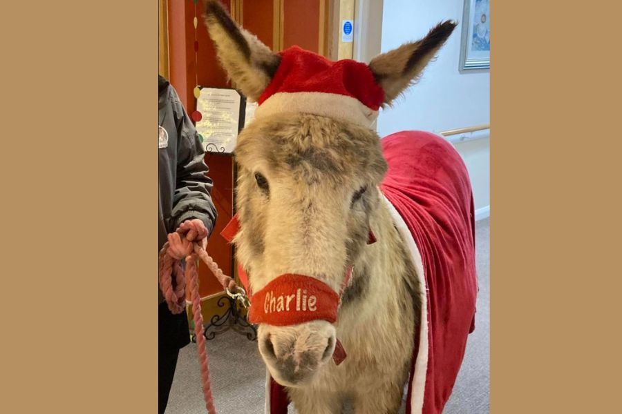 Little donkey visits Chingford care home and brings festive cheer