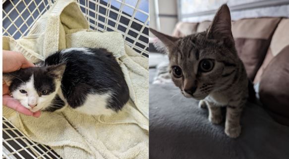 RSPCA appeals for information on abandoned kittens in Barry
