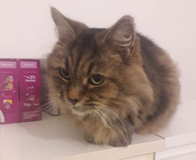 Moggy Matchmakers: Can you offer Cookie and Mizzy a new home