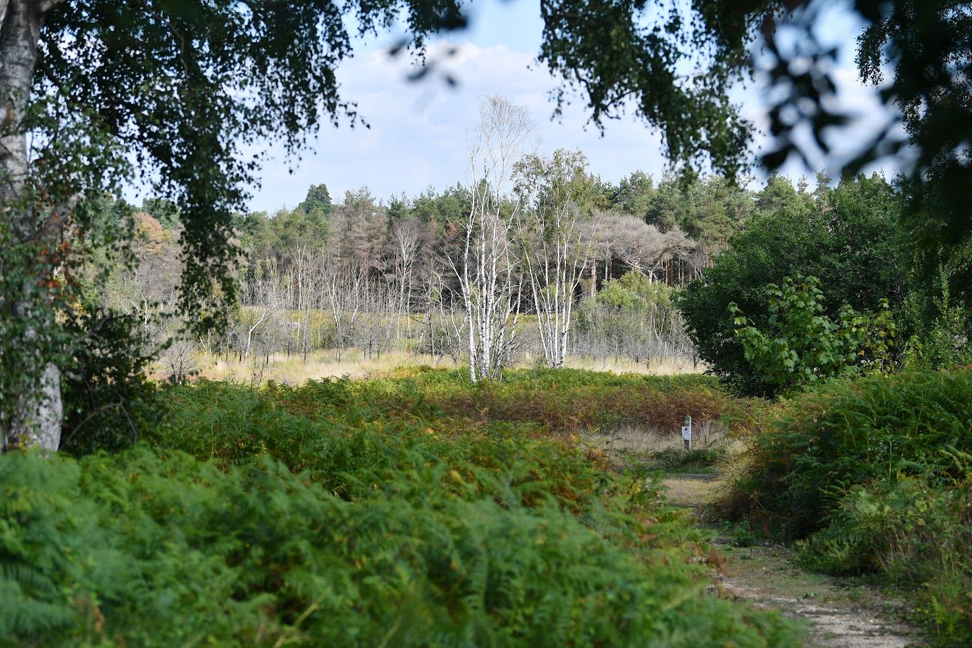 Chobham Parish Council talks film studios, nightjars and the King's coronation