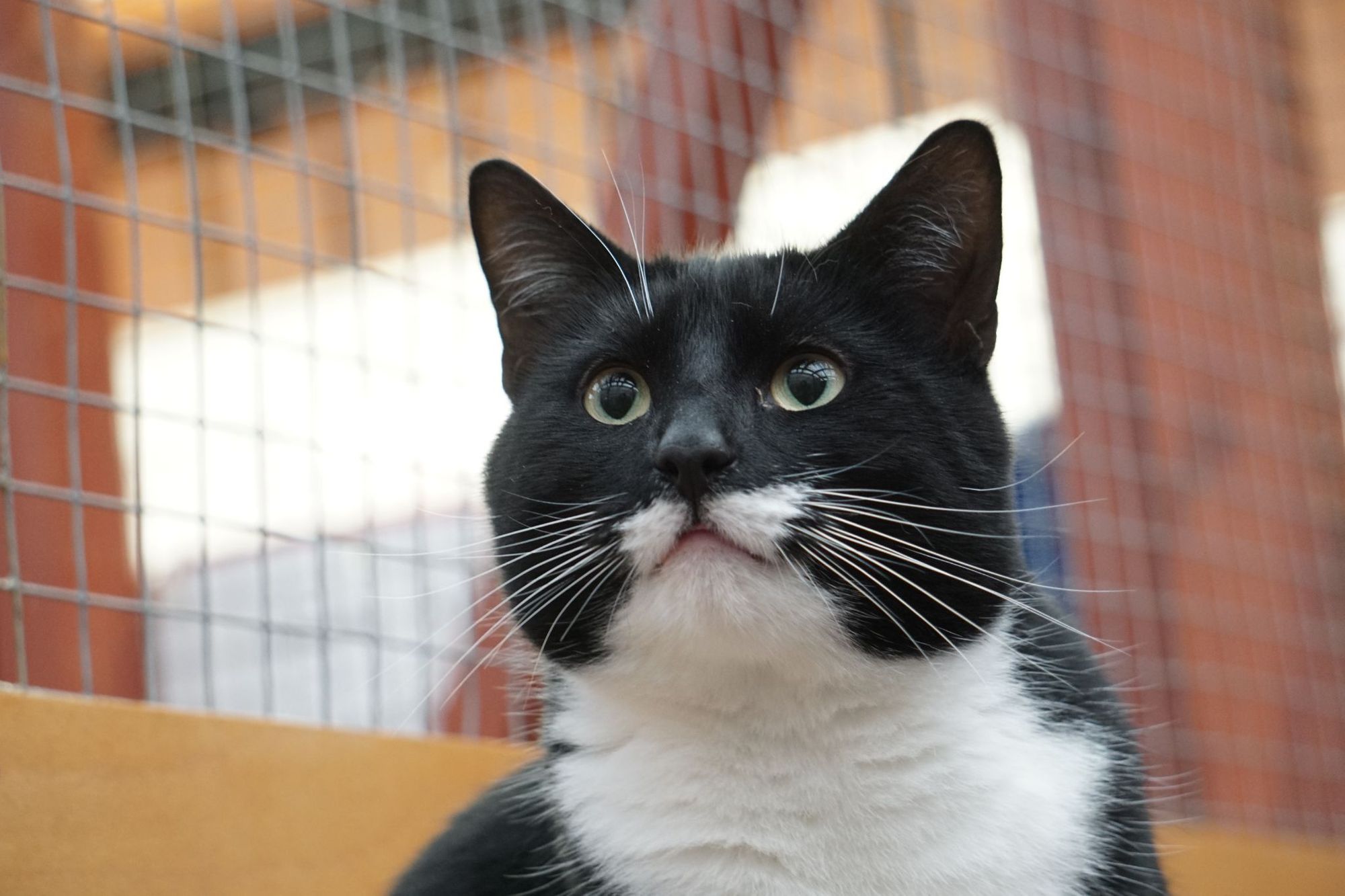 Overlooked Staffordshire cats hope to find a forever home together in 2023