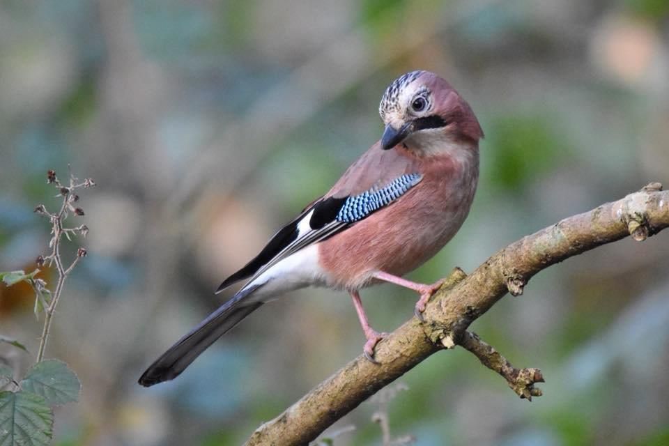 Wildlife: Shy jays hiding in our woods