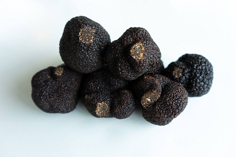 Laughing Badger: A truffle hound, the king of fungi and a Tuscan delight