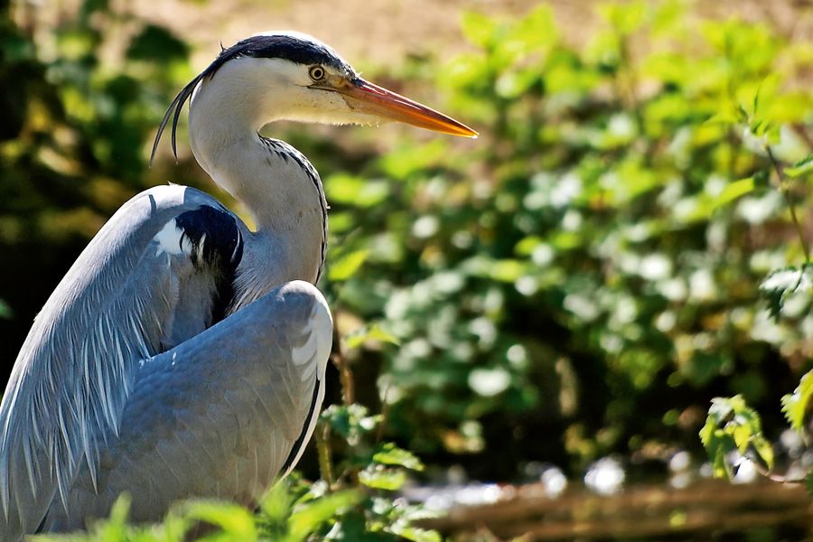 Washington Wetland Centre is an important site for grey herons