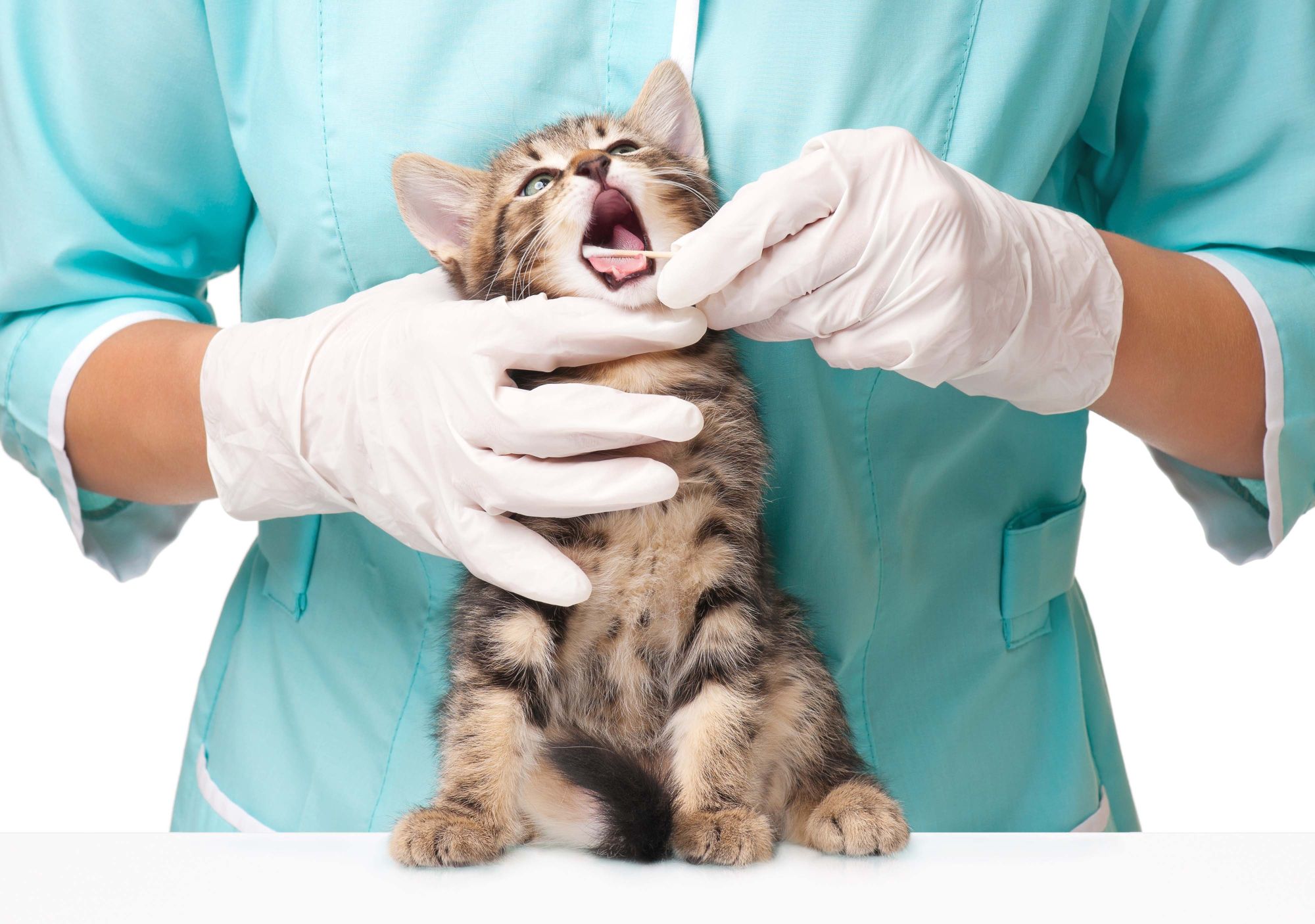 Ofsted inspection resulted in 'Good' rating for Chester Veterinary Training Centre