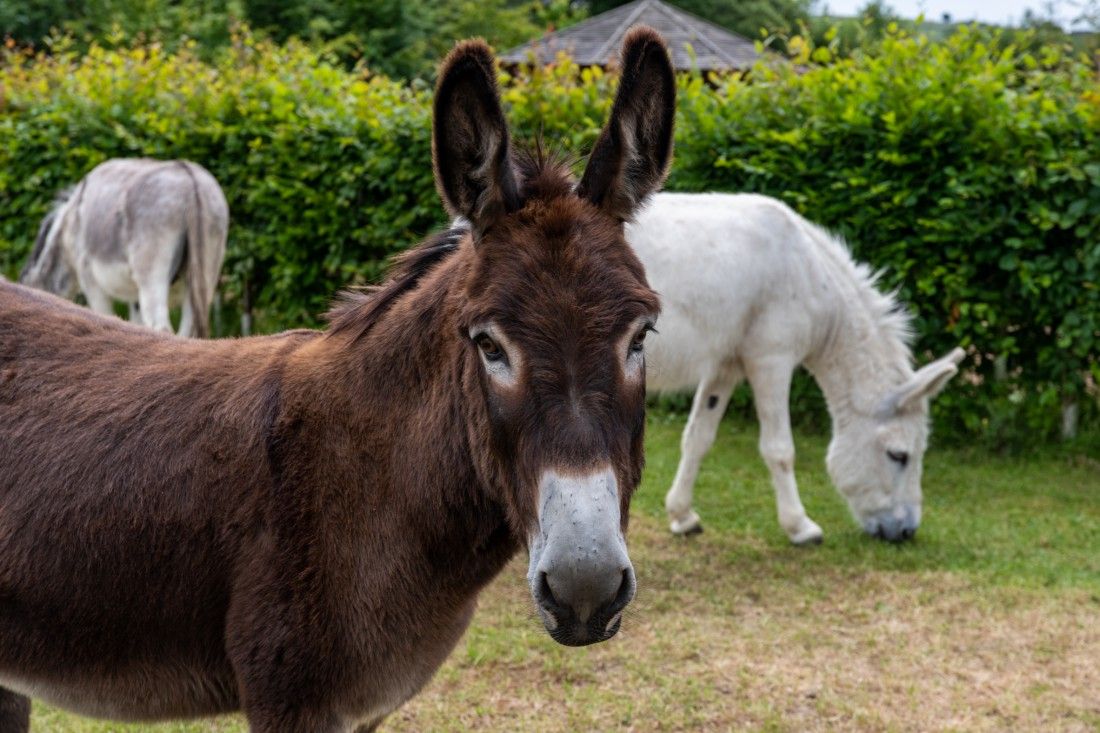 Devon sanctuary applauds new films putting donkeys in the spotlight