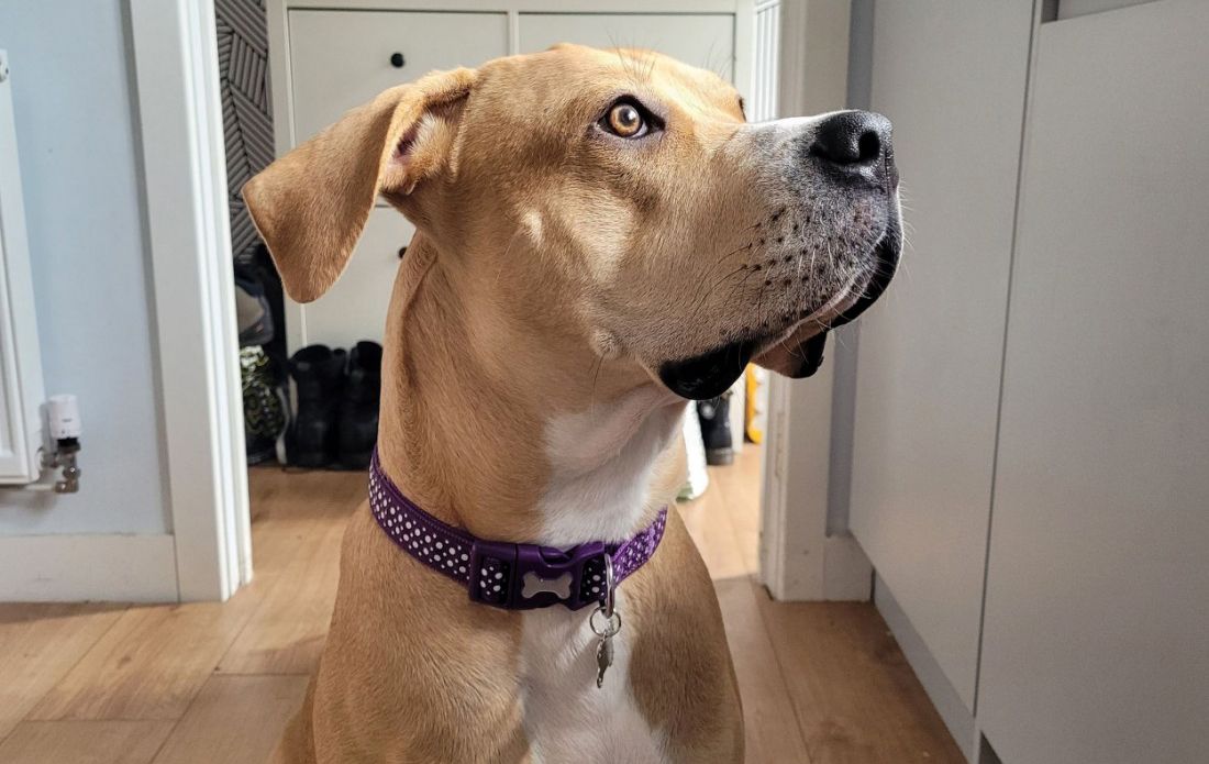 Mistreated pup finds forever home with Lancashire family