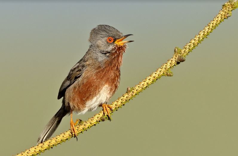 Chobham Common to pioneer ground-breaking conservation project