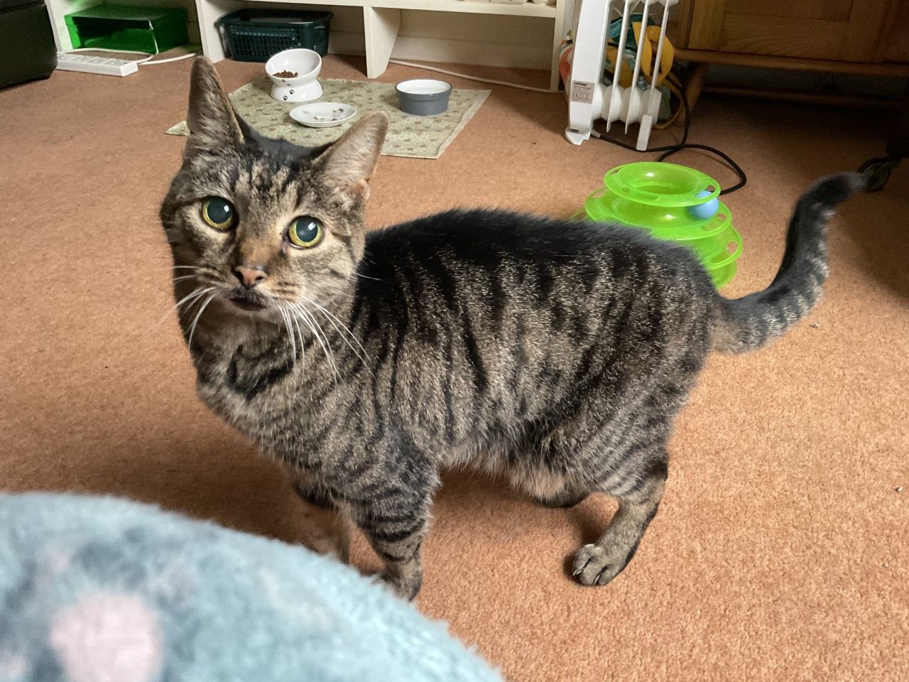 Moggy Matchmakers: Gorgeous George is looking for his forever home