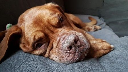 Older dogs rehoming charity launches winter appeal to cover increasing vet bills
