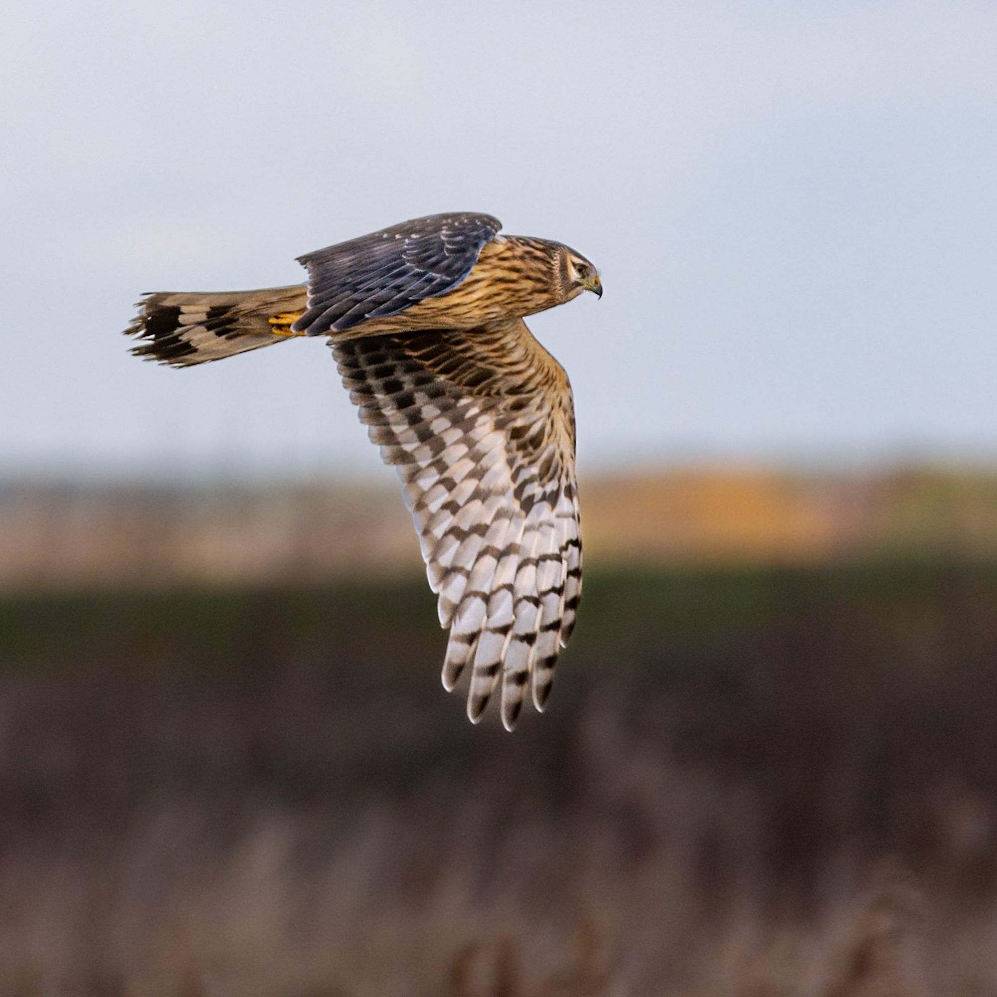 Scene By You Ormskirk - Jan 19 : Pictures of West Lancashire captured by local photographers