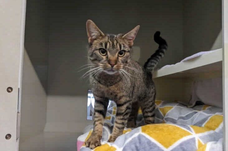 Newport RSPCA looking to rehome abandoned cat with heart of gold