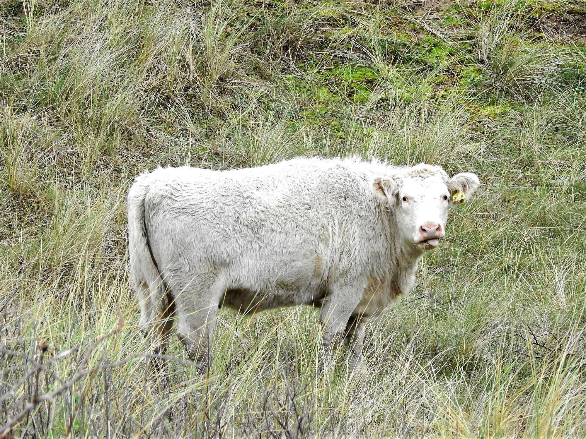 The Sefton Coast with John Dempsey: Shorthorn Cattle return to the Birkdale Dunes