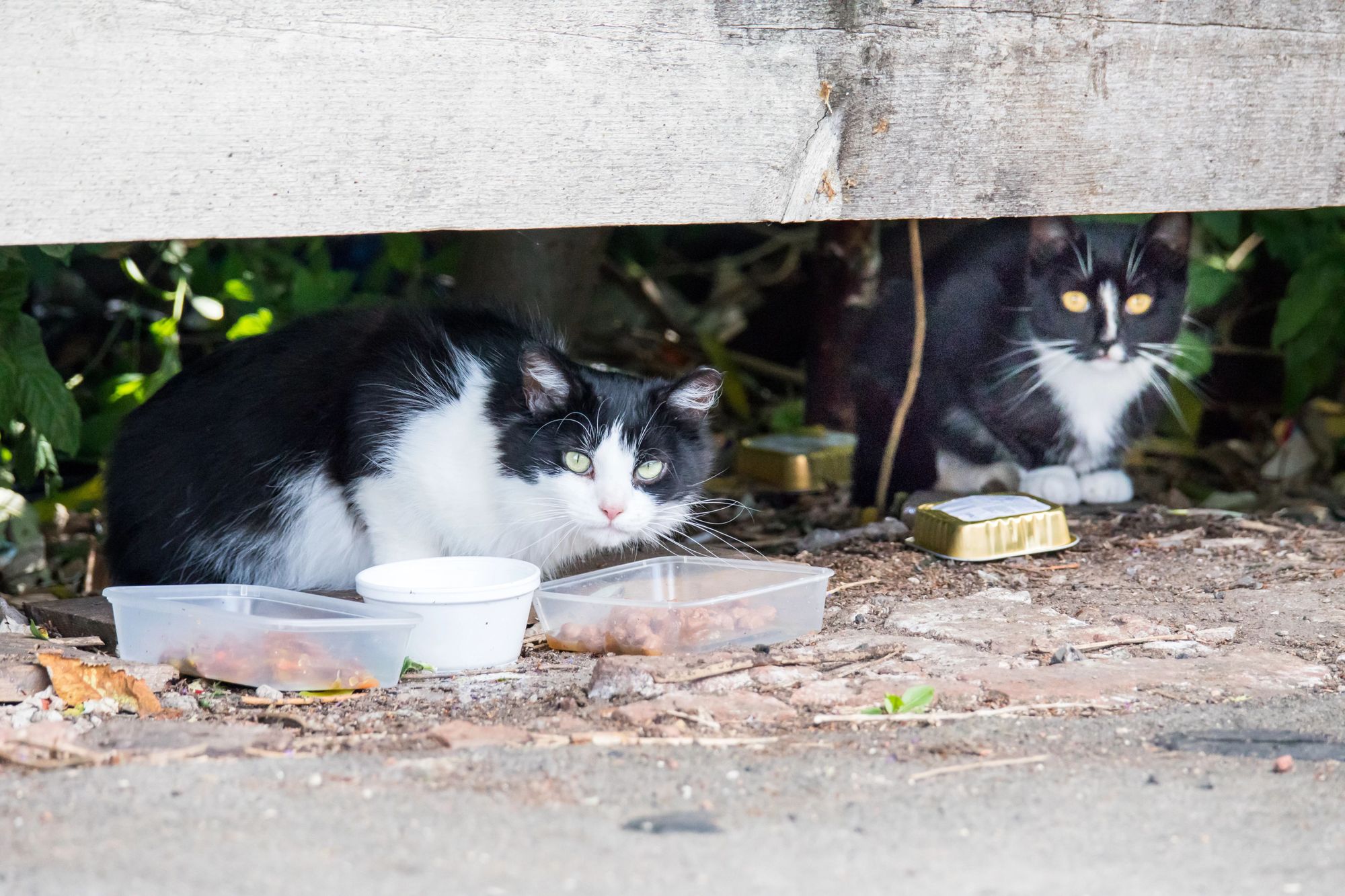 Out-of-work mousers looking for rural employment opportunities