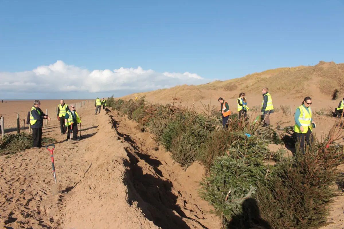 Old Christmas trees help stop flooding while raising money for Chorley children's hospice