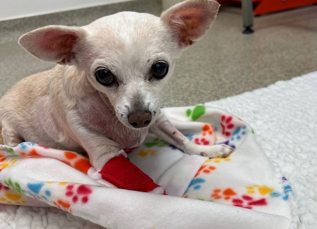 Chihuahua flies from Kansas to Cambridgeshire for life-saving surgery